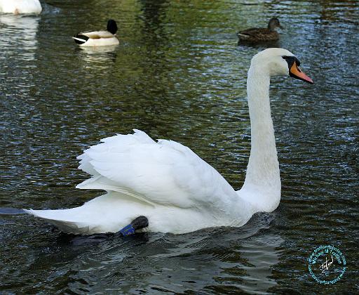 Mute Swan 9P051D-064.JPG